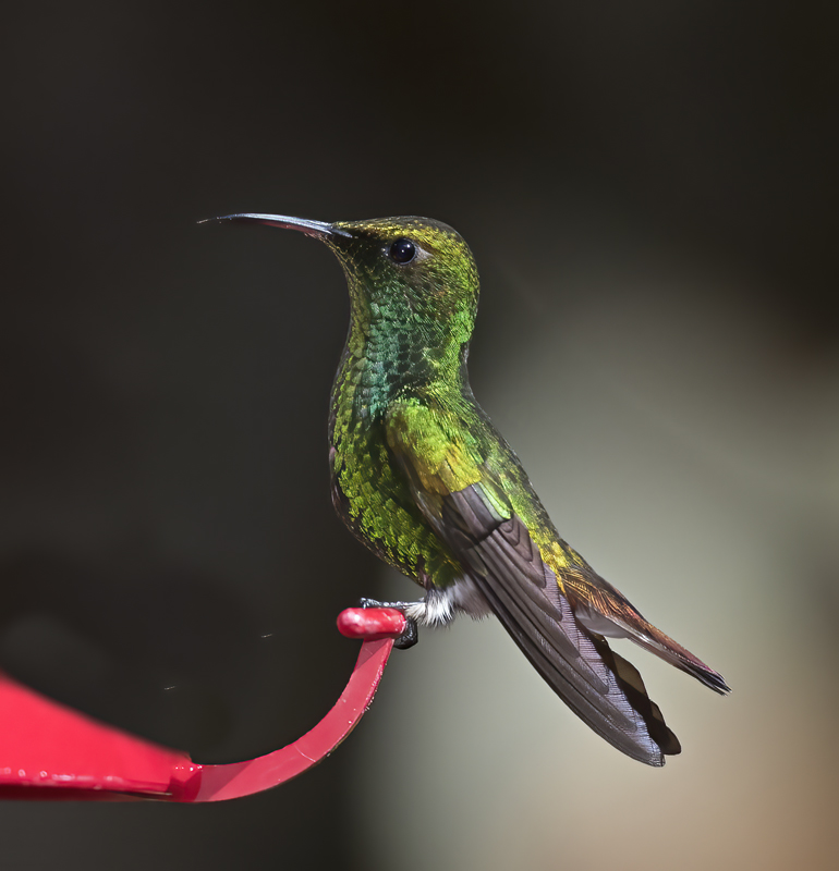 Coppery-headed_Emerald_18_Costa_Rica_033