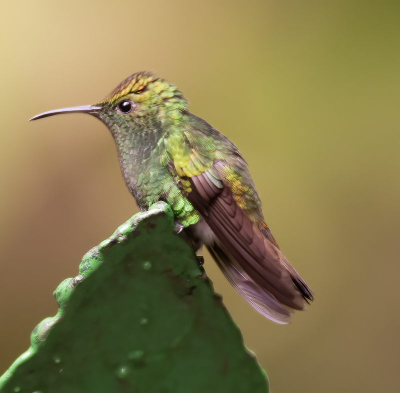 Coppery_headed_Emerald_17_Costa_Rica_001