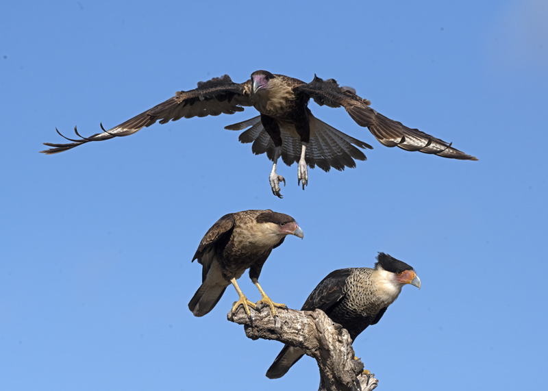 Crested_Caracara_22_TX_260