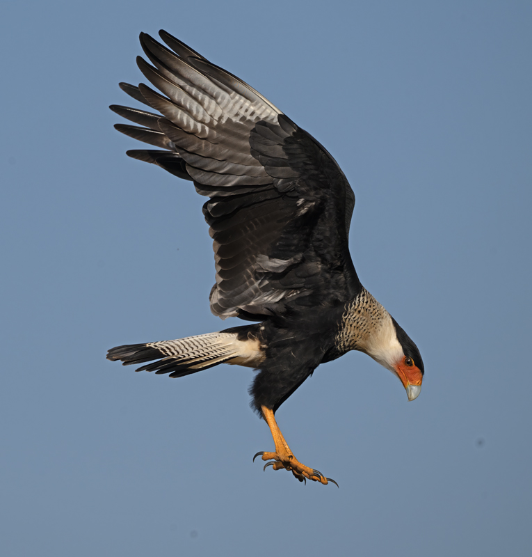 Crested_Caracara_24_TX_C_537