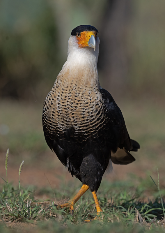 Crested_Caracara_24_TX_C_546