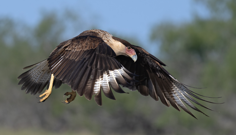 Crested_Caracara_24_TX_L_036