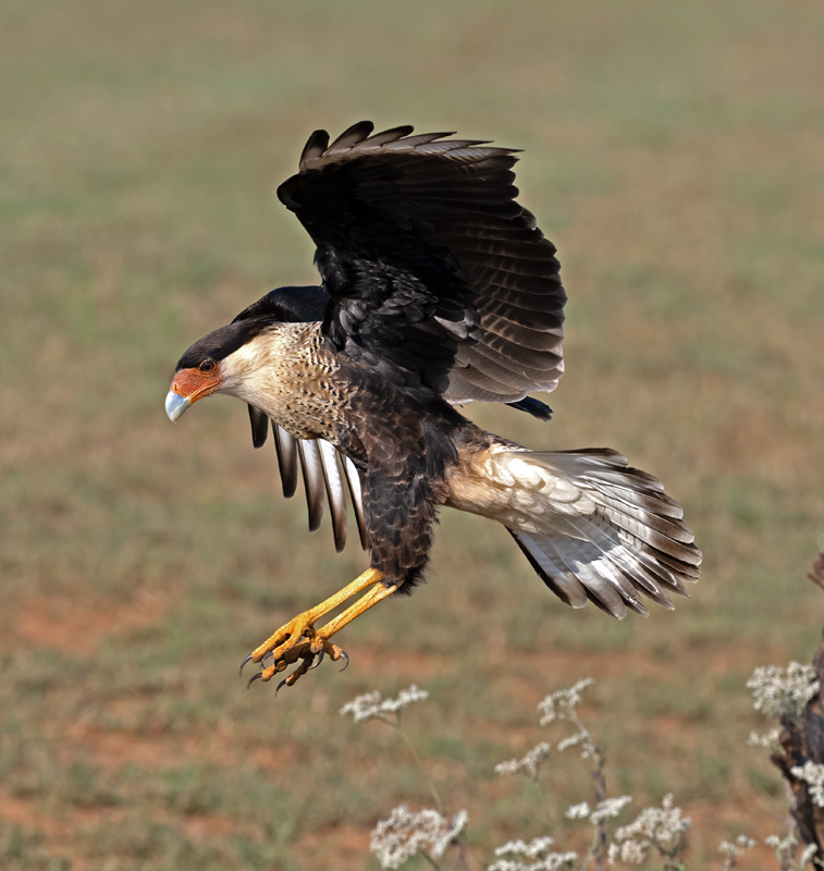 Crested_Caracara_24_TX_L_039