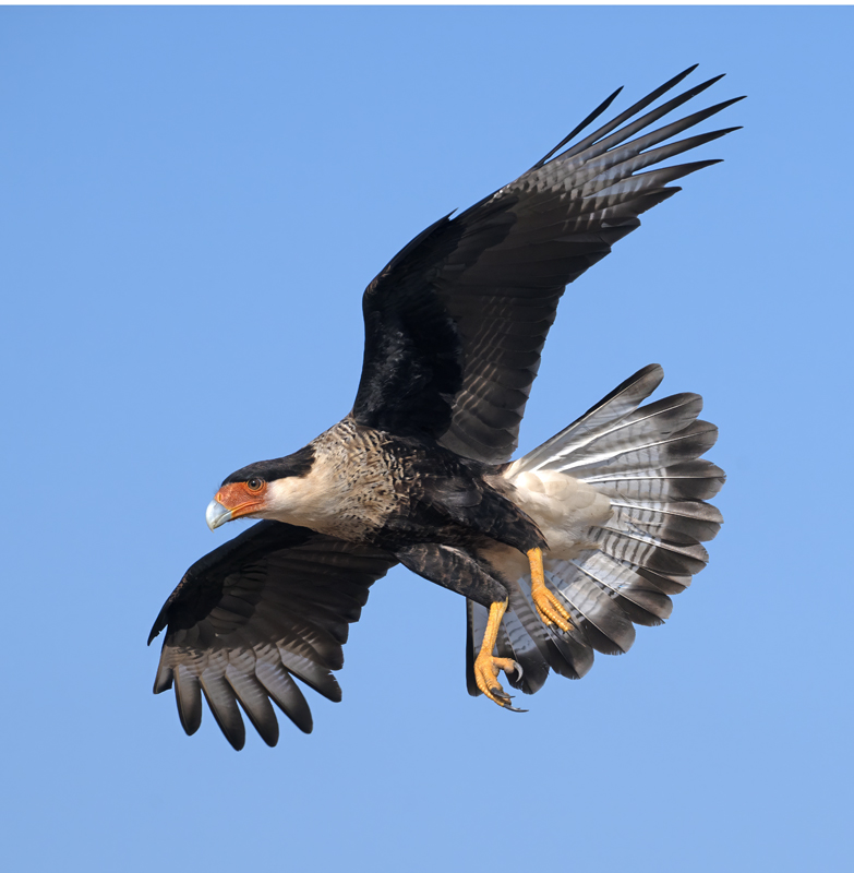 Crested_Caracara_24_TX_L_045