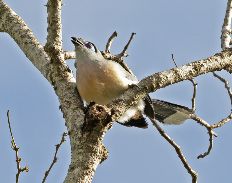 Crested_Coua_24_Madagascar_010
