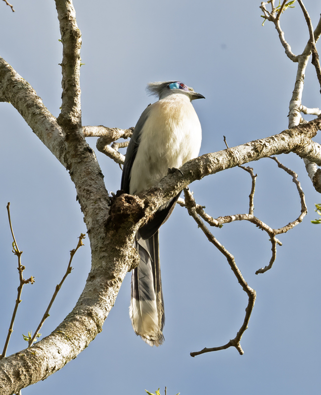 Crested_Coua_24_Madagascar_011