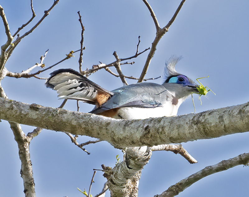 Crested_Coua_24_Madagascar_016