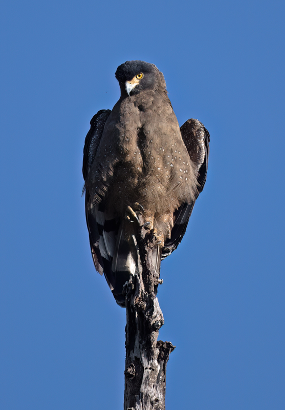 Crested_Serpent_Eagle_25_India_002