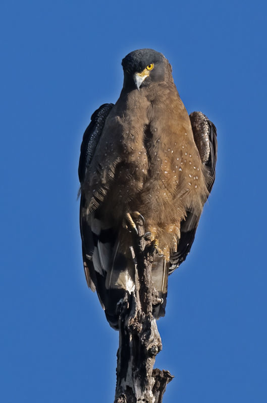 Crested_Serpent_Eagle_25_India_023