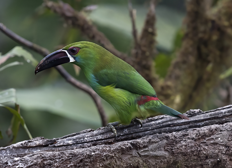 Crimson-rumped_Toucanet_18_Ecuador_094