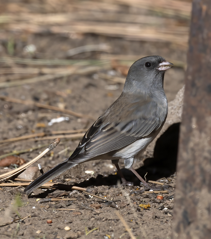 Dark-eyed_Junco_21_CA_003