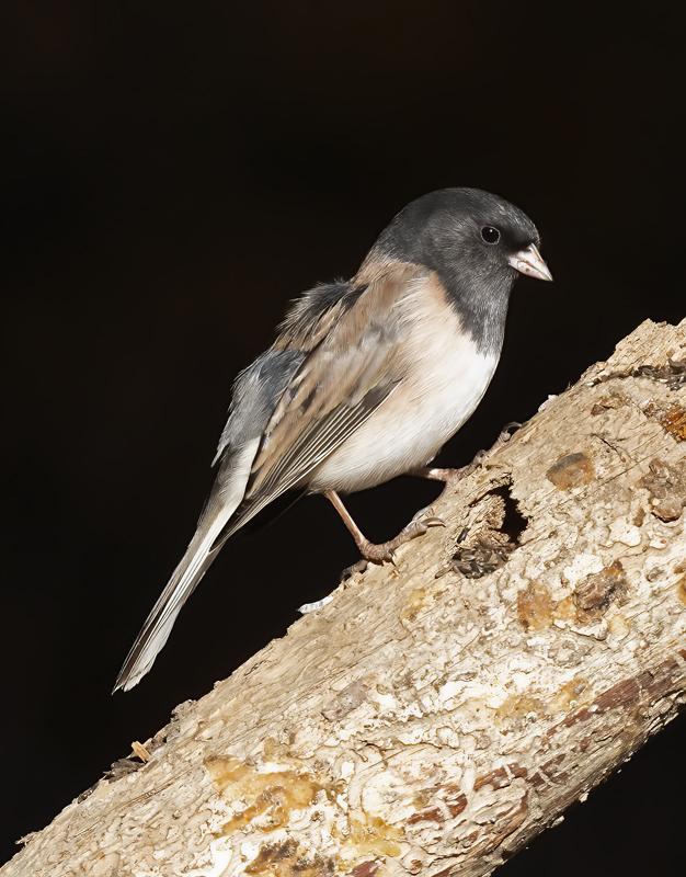 Dark-eyed_Junco_21_CA_029