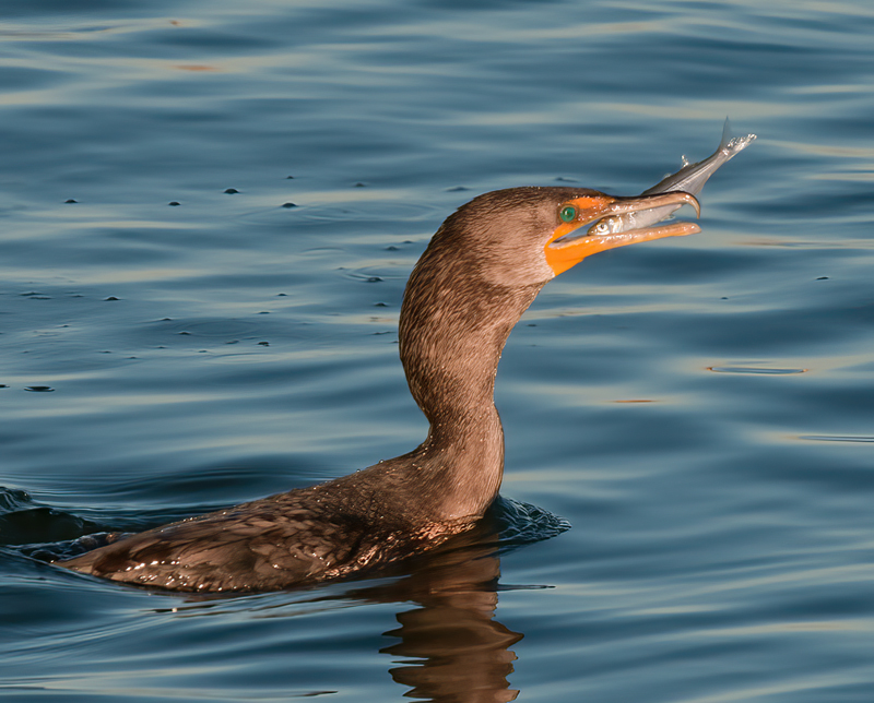 Double_crested_Cormorant_10_FL_019