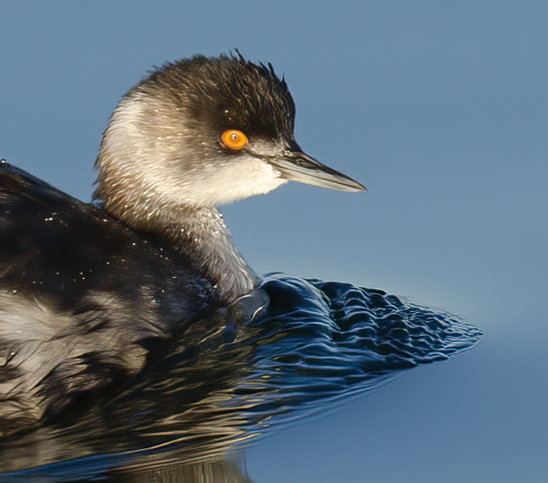 Eared_Grebe_10_CA_002