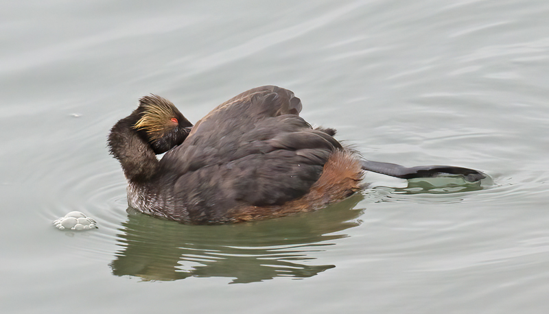 Eared_Grebe_12_CA_032
