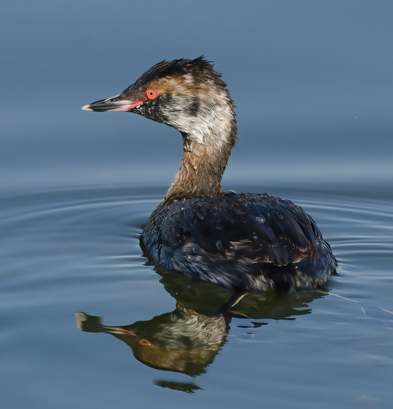 Eared_Grebe_14_CA_005