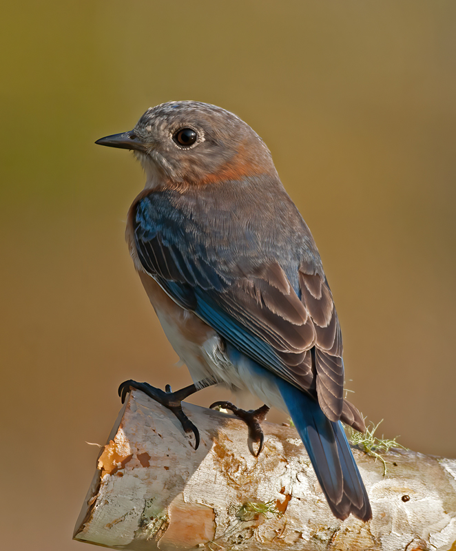 Eastern_Bluebird_11_FL_220