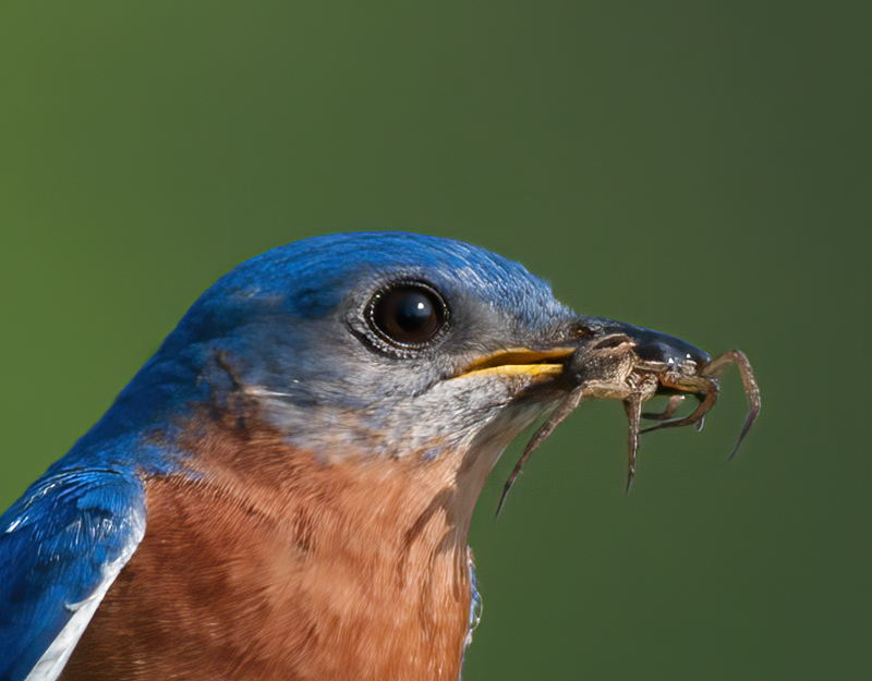 Eastern_Bluebird_11_FL_235