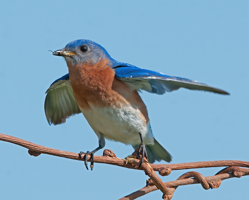 Eastern_Bluebird_11_FL_295