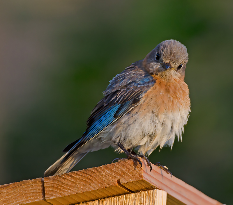 Eastern_Bluebird_11_FL_307