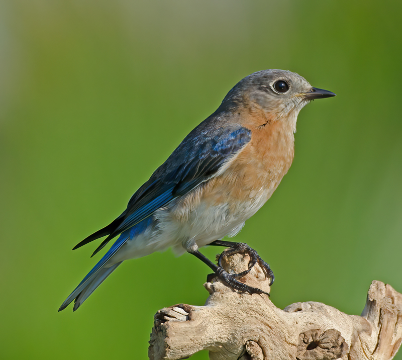 Eastern_Bluebird_11_FL_335