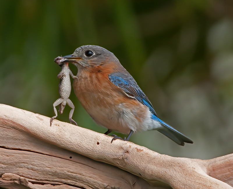 Eastern_Bluebird_11_FL_632