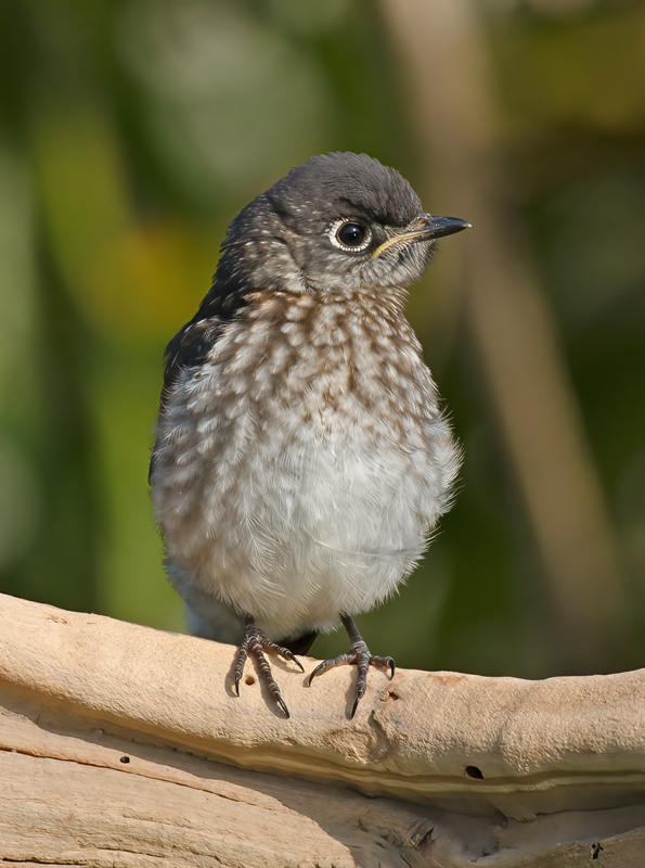 Eastern_Bluebird_11_FL_691