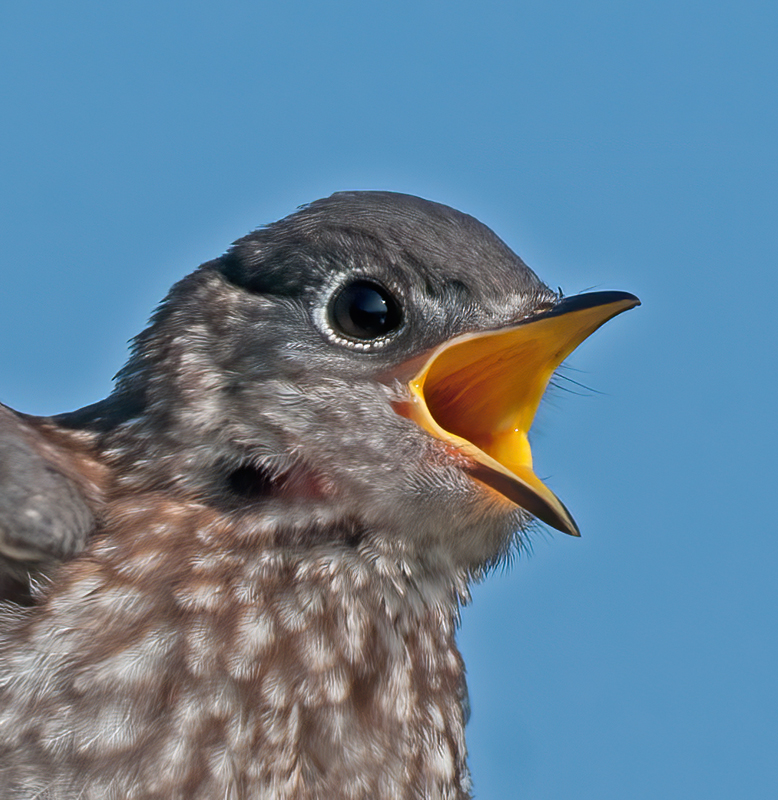 Eastern_Bluebird_11_FL_763