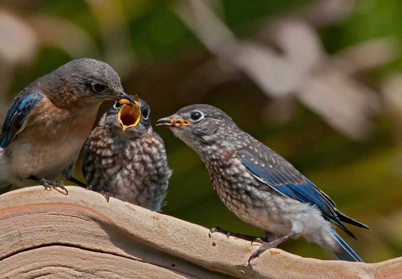 Eastern_Bluebird_11_FL_780