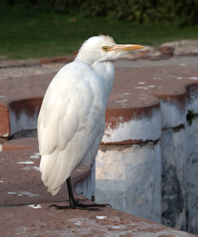 Eastern_Cattle-Egret_25_India_002