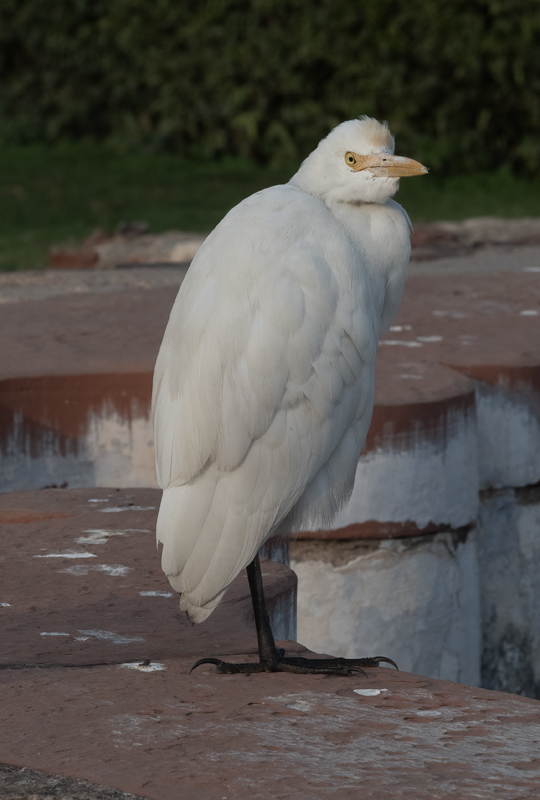Eastern_Cattle-Egret_25_India_006