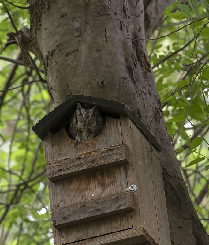 Eastern_Screech_Owl_19_TX_001