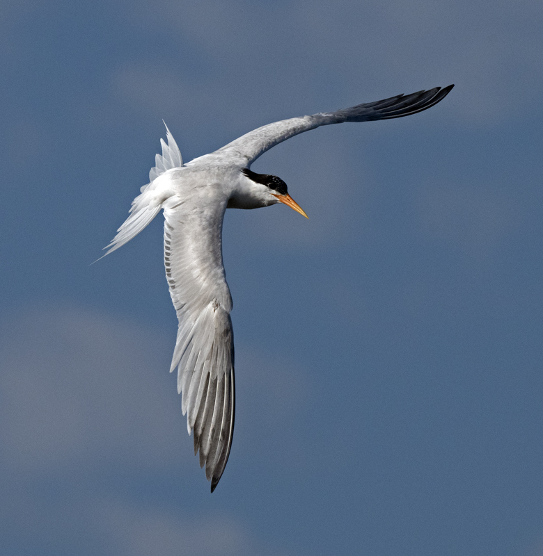 Elegant_Tern_23_CA_L_500