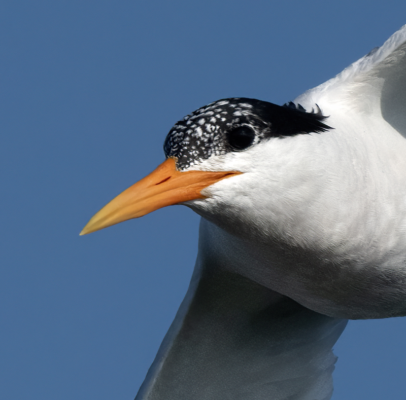Elegant_Tern_23_CA_L_526