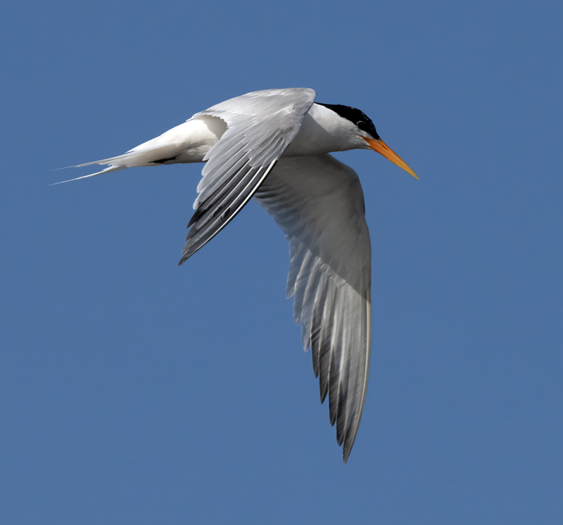 Elegant_Tern_23_CA_L_551
