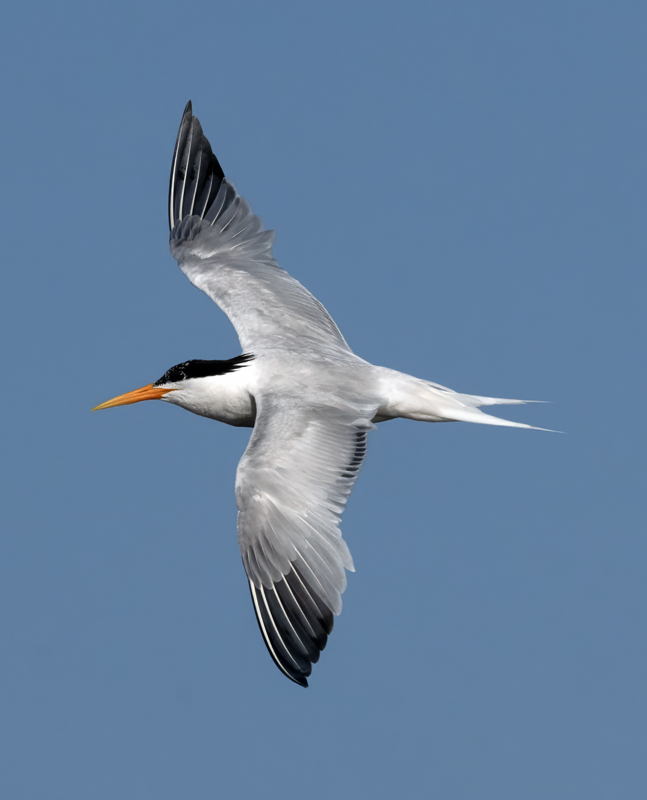 Elegant_Tern_23_CA_L_590
