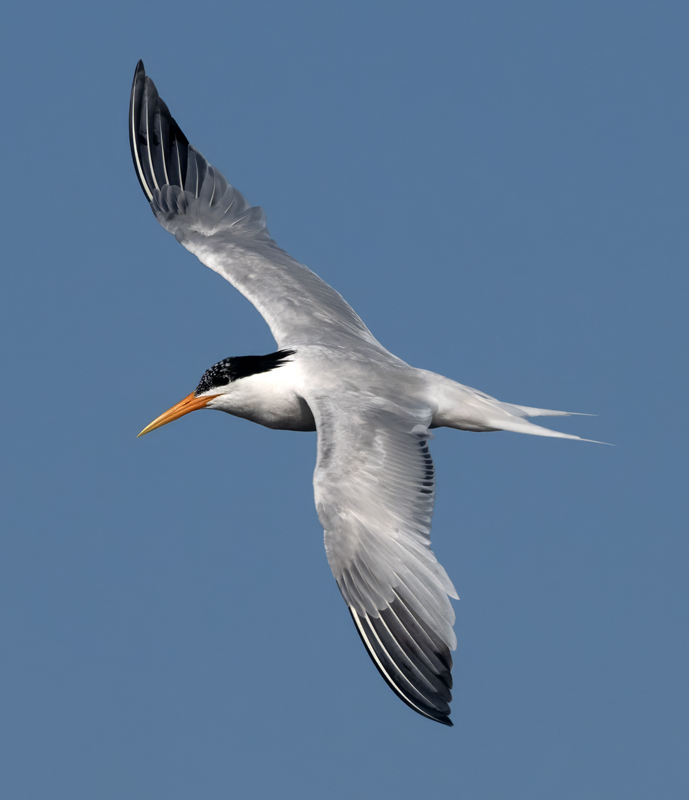 Elegant_Tern_23_CA_L_596