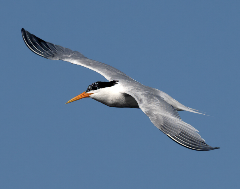 Elegant_Tern_23_CA_L_603