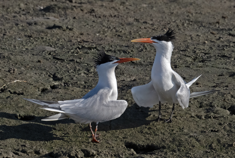 Elegant_Tern_23_CA_L_636