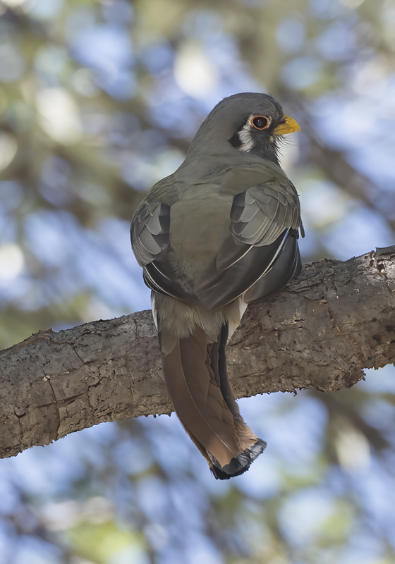 Elegant_Trogon_15_AZ_045