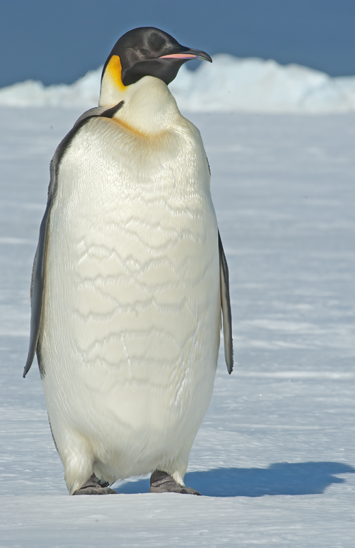 Emporer_Penguin_07_Antarctica_279