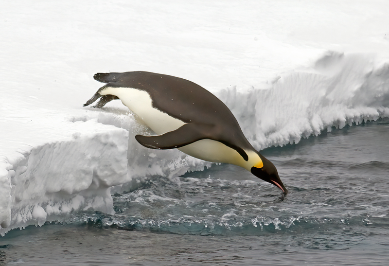 Emporer_Penguin_07_Antarctica_339