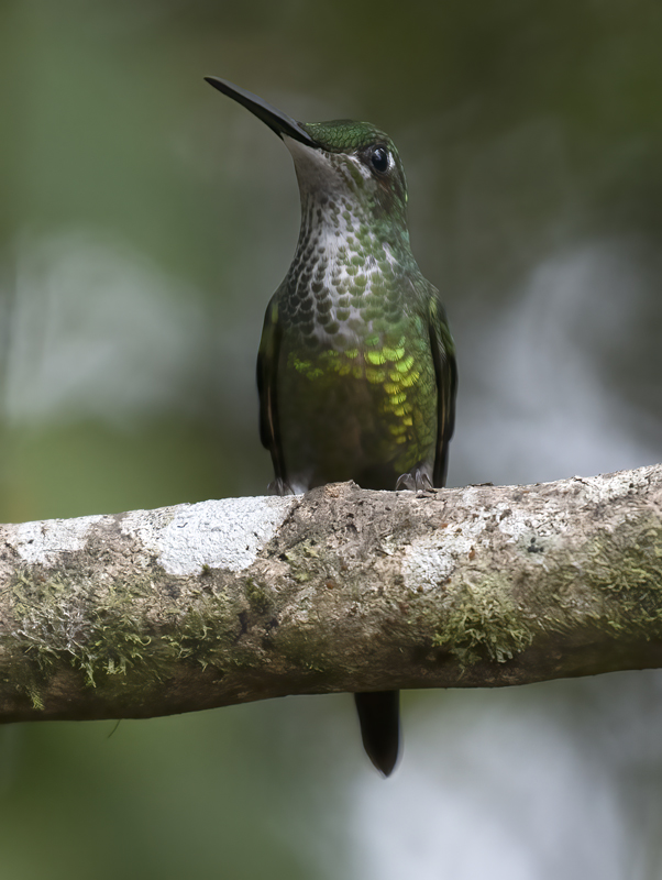 Empress_Brilliant_18_Ecuador_030