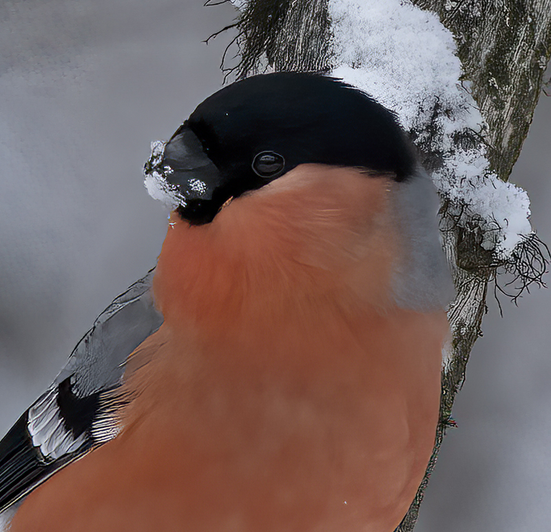 Eurasian_Bullfinch_23_Norway_002