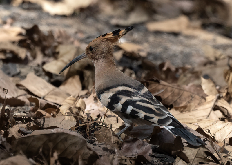 Eurasian_Hoopoe_25_India_023