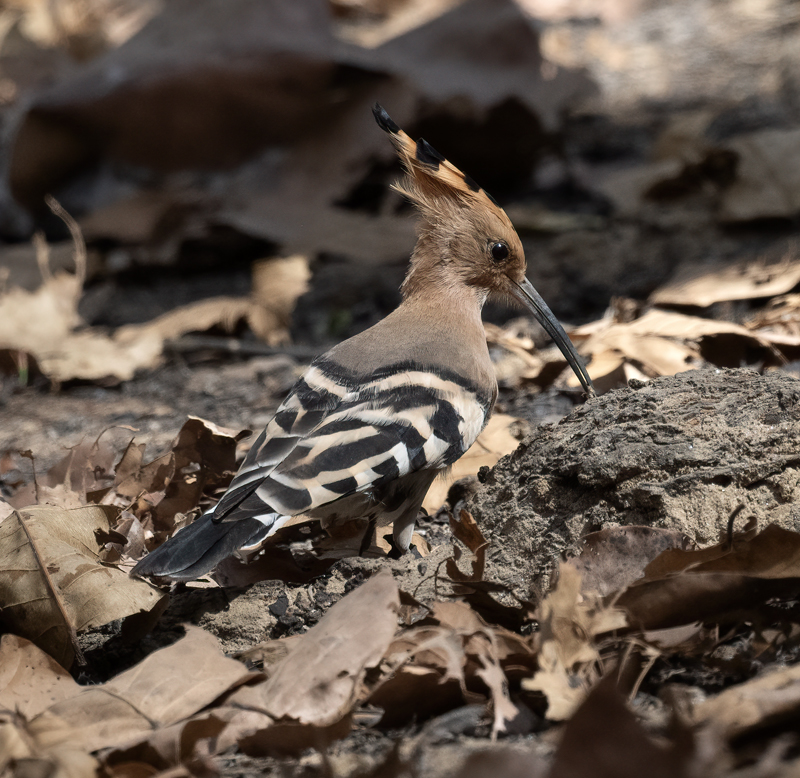 Eurasian_Hoopoe_25_India_028
