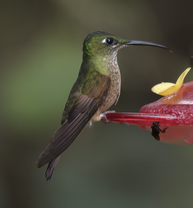 Fawn-breasted_Brilliant_18_Ecuador_059