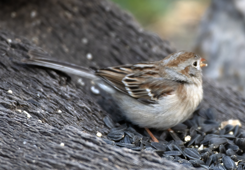 Field_Sparrow_19_TX_008