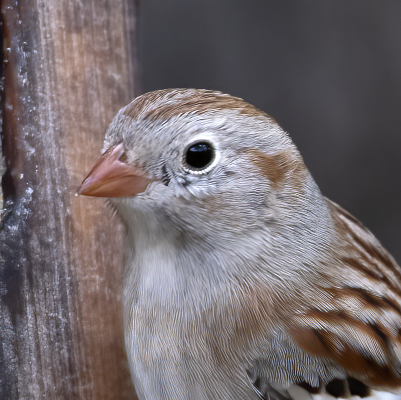 Field_Sparrow_19_TX_017