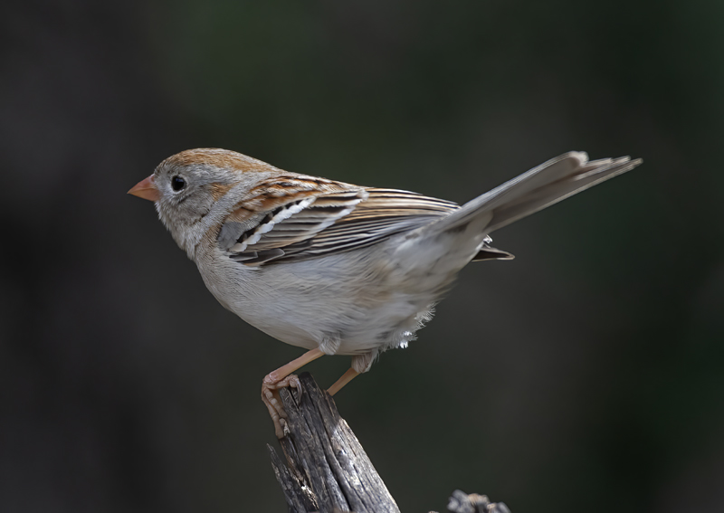 Field_Sparrow_19_TX_018
